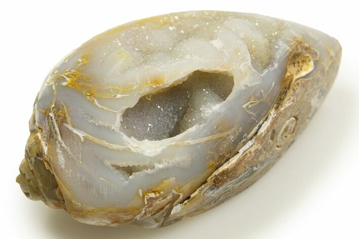 Chalcedony Replaced Gastropod With Sparkly Quartz - India #318695